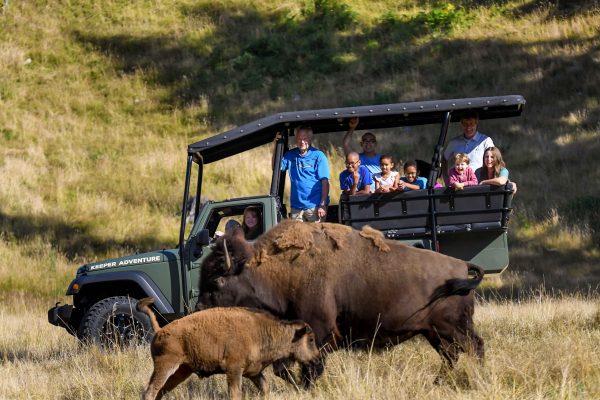 50-keeper-tour-two-bison 50-keeper-tour-two-bison